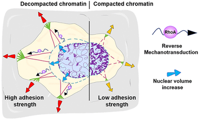 New publication with insights into how to control cell adhesion dynamics and aid in designing new biomaterials for medical use